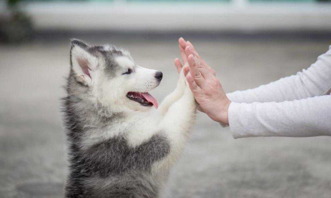 1566747021415-giornata_mondiale_del_cane__cinque_ragioni_per_cui_averne_uno_fa_bene