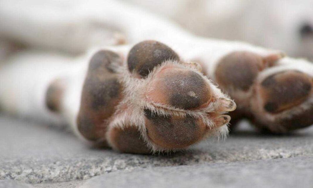 1600789347374-lega_cane_all_auto_e_lo_trascina__bloccato_dalle_urla_di_una_donna