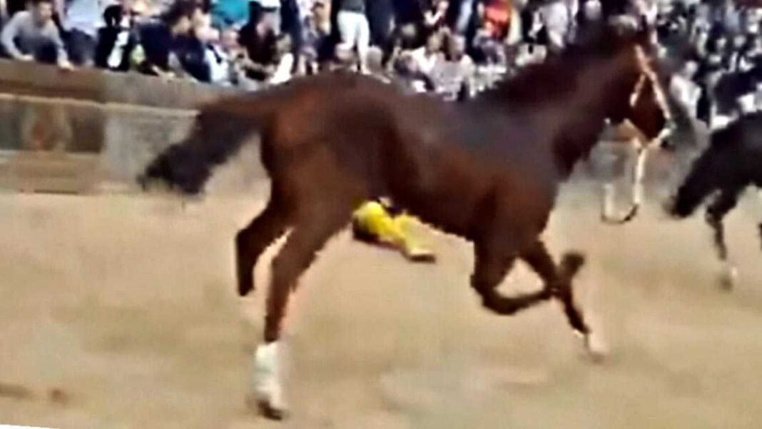Cavallo-Raoul-1