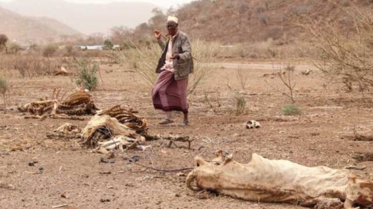 Corno d’Africa.  80 mln di persone saranno colpite dalla siccità entro fine anno.  9 mln di animali morti