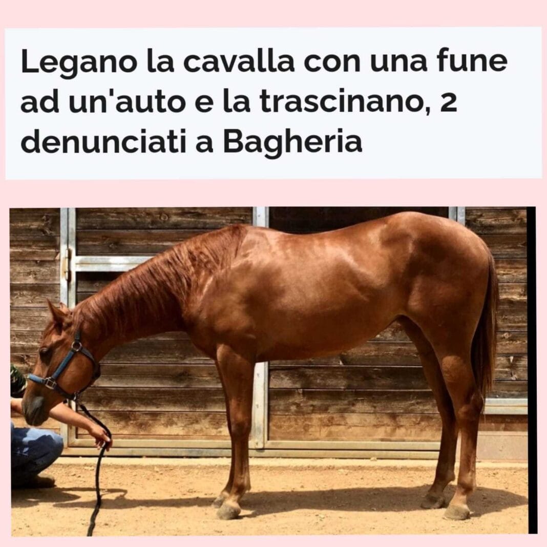 cavalla