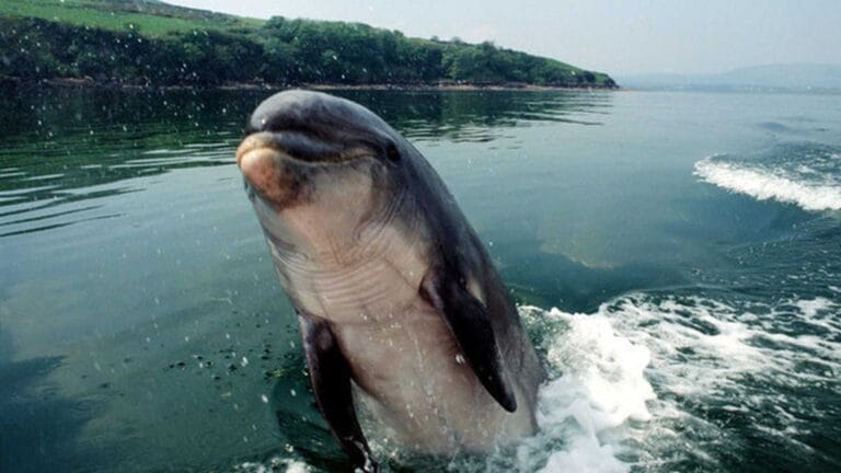 Irlanda. Timore per il delfino Fungie, è scomparso da alcuni giorni