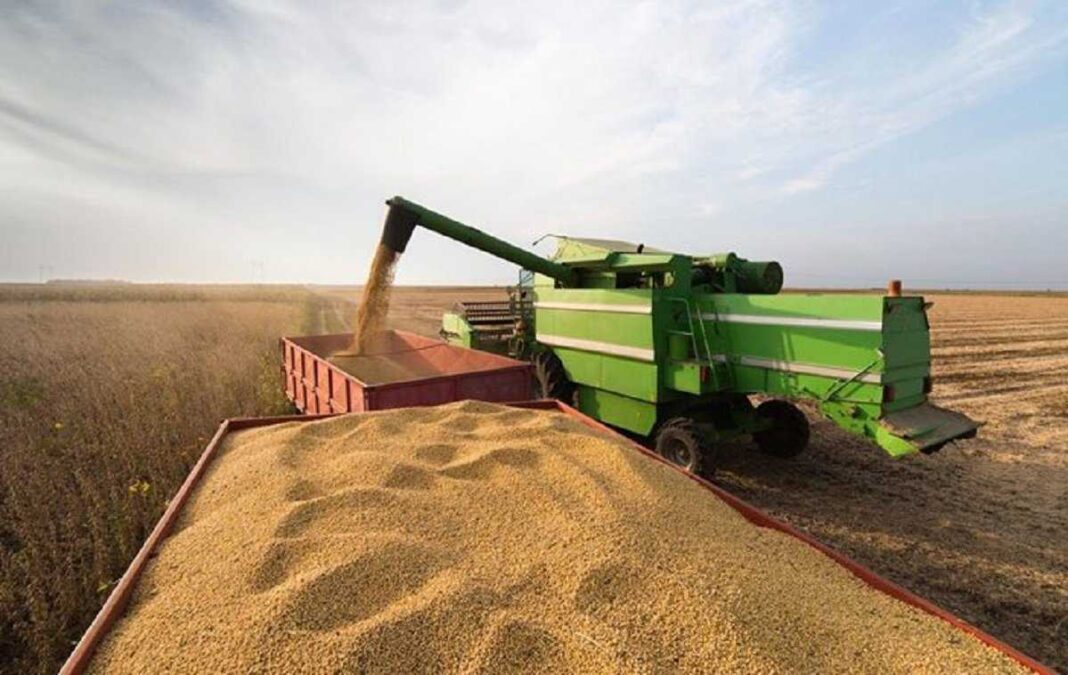 grano