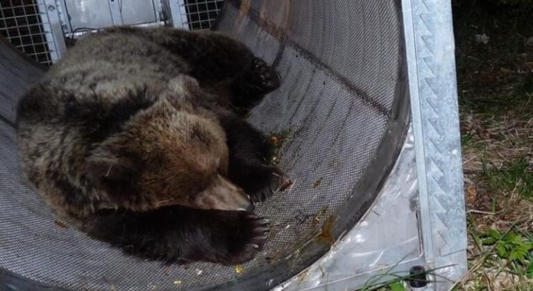 Trentino. L’orsa JJ4 è stata catturata, era con i suoi cuccioli, poi liberati. Ma Fugatti la vuole morta. Procedere con l’esecuzione