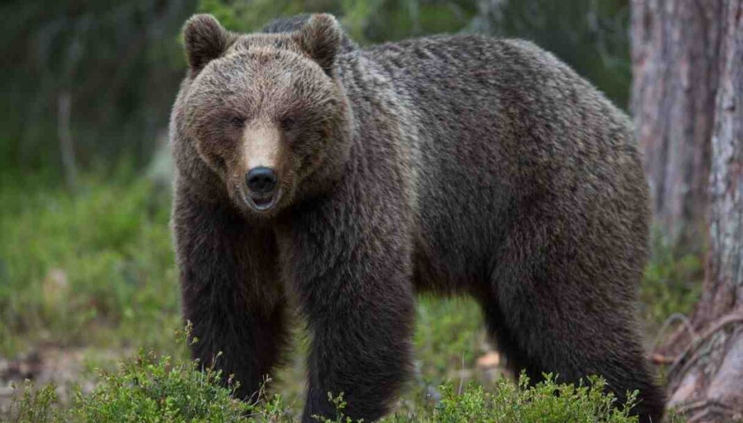orso-m57-aggredisce-carabiniere